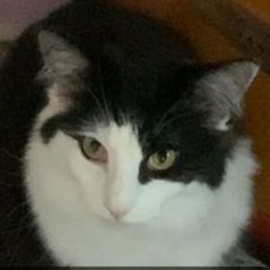 Meet your Posher, Vane